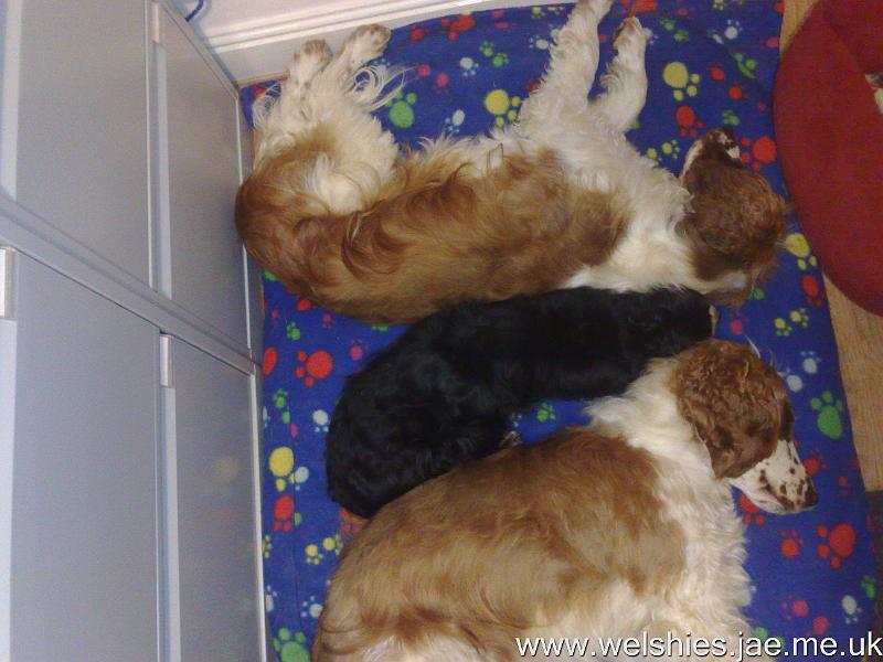 2010-12-07 01.jpg - A Welshie Sandwich!